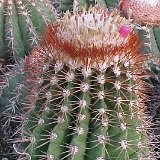 Melocactus broadwayi ©JLcoll.3147.jpg